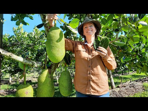 Selling Jackfruit leaves, PH testing & surprise visitors to the farm