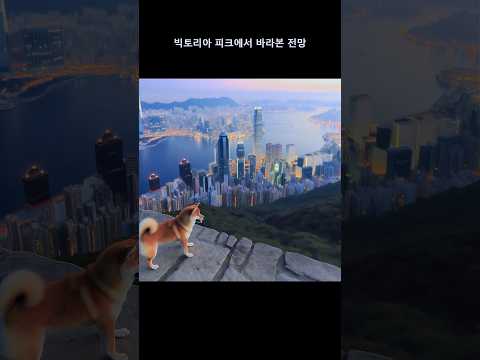 홍콩에서의 시바 이누 산책 #shorts #Ai이미지 #개