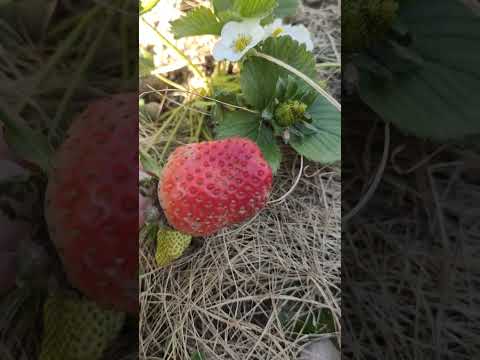 Strawberry First Harvest -  Home Garden #fruits #strawberry #homegarden