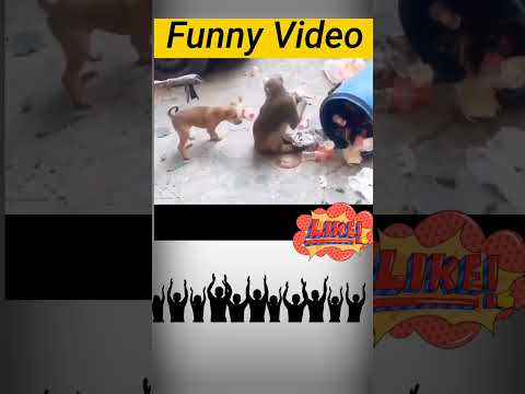 Amazing Funny video | Dog with Monkey Fight #shorts  #funny  #short  #entertainment #reels