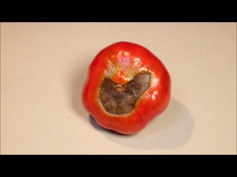 How to Avoid Tomato Blossom End Rot