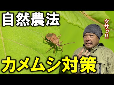 【大量発生】カメムシ被害を根本的になくすたった１つの方法