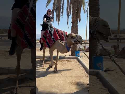 1st time riding a 🐫 in Israel #memories #adventure #fun #camel #shorts #isreal #bucketlist #ride