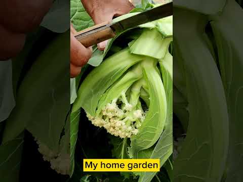 Last Winter Harvest Cauliflower // Organic Fresh Vegetables // My home garden 🏡.