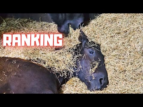 Ranking in the herd, vitamin boost, 🍀, Mario, covered in hay | Friesian Horses