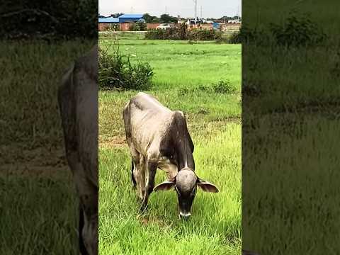 Best Cow video with countryside view #shorts #cow #animals #pets