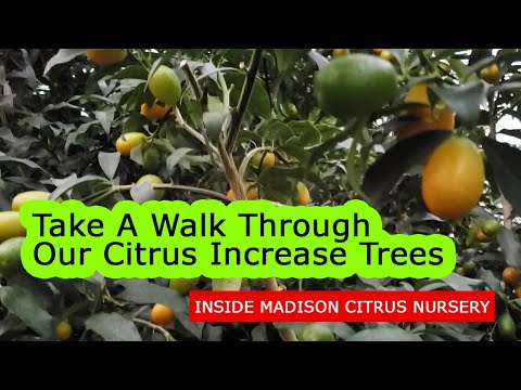 A quick walk through the Madison Citrus Nursery citrus tree increase greenhouse