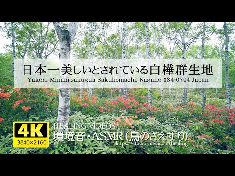 [Environmental sound / ASMR] Japan's most beautiful birch colony (Yachiho Kogen)