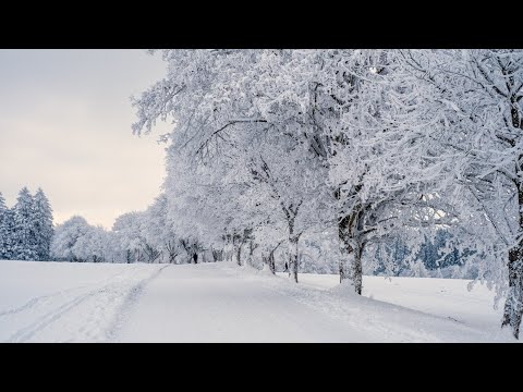 1 Hour of Cozy Snow Falling Ambience | Relaxing Winter Sounds for Sleep, Study, or Christmas 🎄❄️☃️🎅