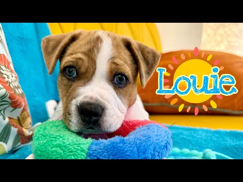 Lovable Louie will mesmerize you with his eyes! 🤩🐾