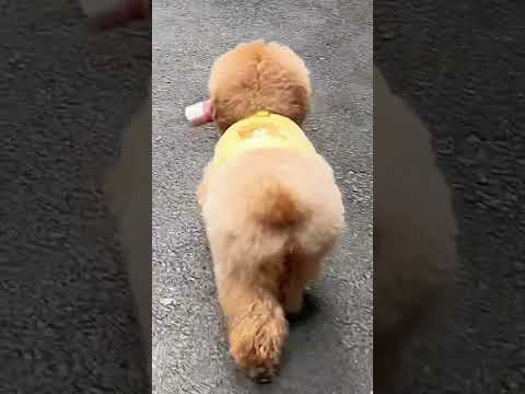 Boss Mao's Hilarious Shenanigans! #TeddyFurBecomesCurious #FunnyPets #PuzzlingAnimalBehavior...