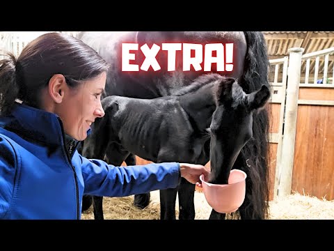 Rising Star⭐ in love🩷| Let's try this! | Too wet in the pasture | Friesian Horses