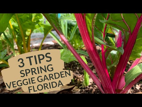 3 Spring Tips For Your Florida Spring Vegetable Garden