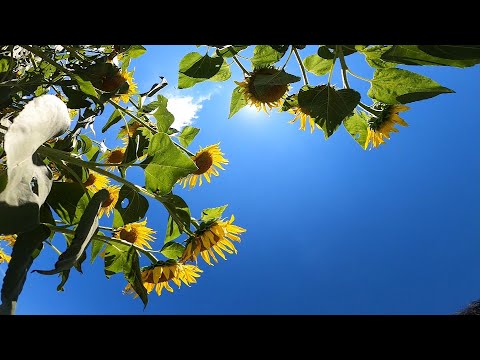 【映像】布引高原のヒマワリ　福島・郡山市【四季カメラ】