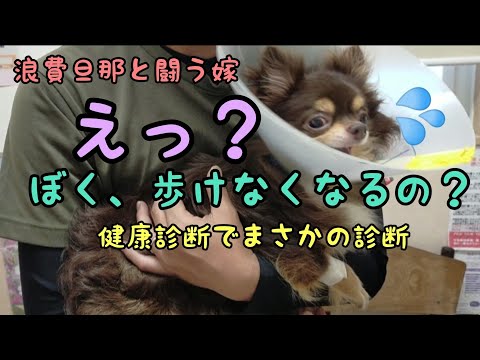 【パテラと診断されました】チワワ/節約主婦の日常チャンネル