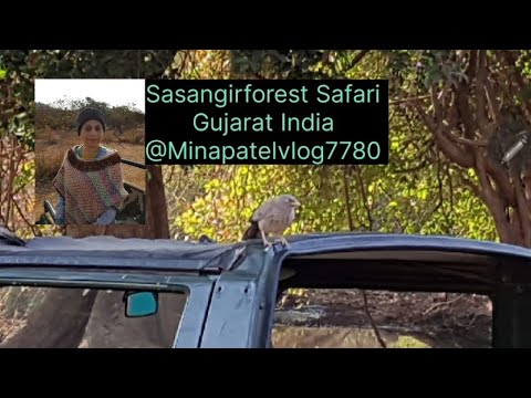 Sasangirforest Lion safari Gujarat INDIA February 2020