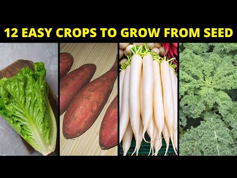 12 Easy veggies to grow from your kitchen garden !