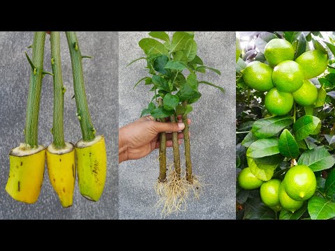 How to grow Lemon Tree from cuttings with Banana | Lemon Tree