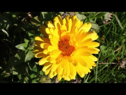 How to Grow Calendulas from Seed