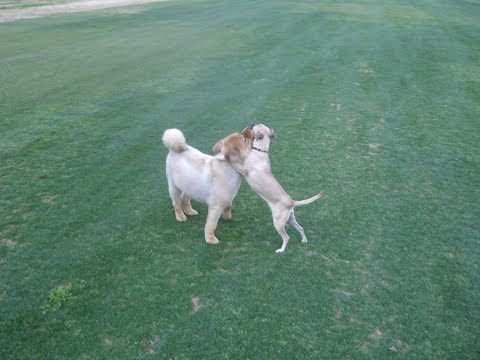 Candy and COCO Playing at the Park