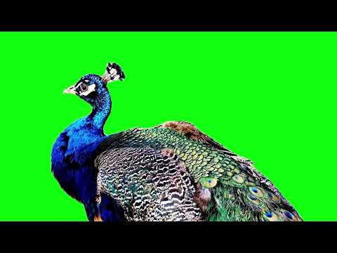 peacock green screen [Saturday, 3 September 2022]