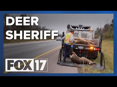 DEER SHERIFF: Kent County road worker has picked up nearly 50,000 carcasses