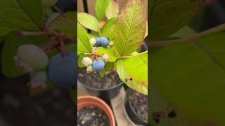 Blueberries turning blue 😊 #blueberries #bluberry #berries #growingfruitsincontainers #growingfood