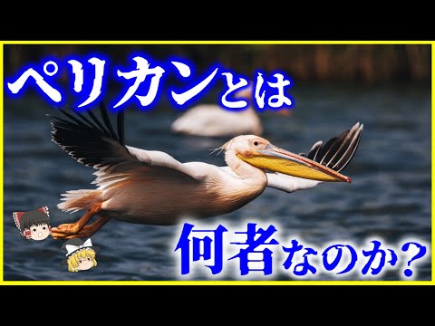 【ゆっくり解説】兄弟を●●…⁉️「ペリカン」とは何者なのか？を解説