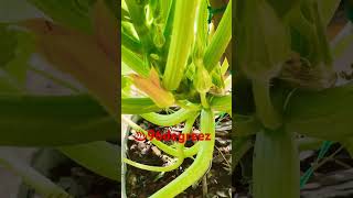 Hot day gardening  #growingfruitsincontainers #gardening #hotpeppers #growyourownfood