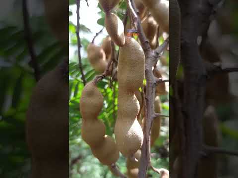 RARE FRUIT TAMARIND