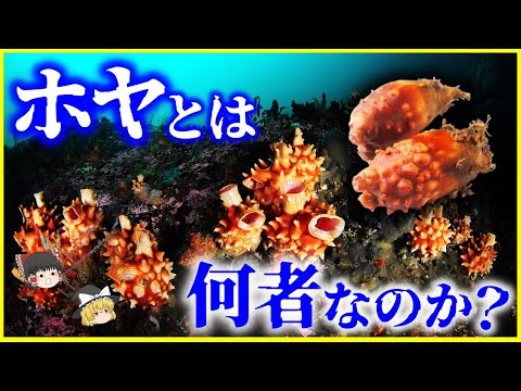 【ゆっくり解説】人間に近い生物…⁉️「ホヤ」とは何者なのか？を解説/海のパイナップルは貝ではない…