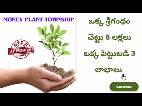 money plant township at aleru