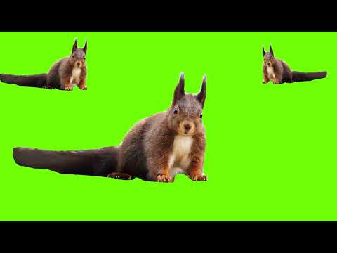 Squirrel Green Screen (Saturday, 5 November 2022 )