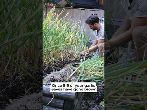 🧄 8 seeds to start after you harvest your Garlic!