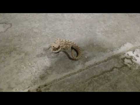 ( I FOUND A BABY RATTLESNAKE ) AT WORK FIRST ONE TO FIND OF THE YEAR !!!