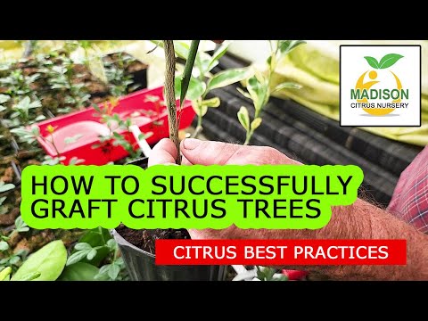 How To Successfully Graft Citrus Trees With Madison Citrus Nursery