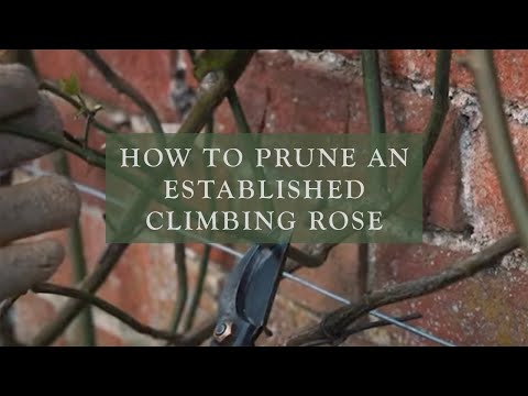 How To Prune An Established Climbing Rose by David Austin Roses