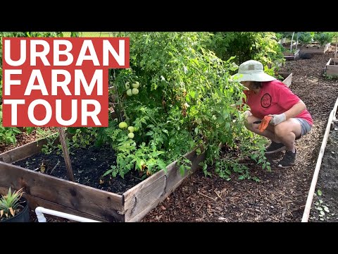 Urban Farm Grows Food For Underserved Community