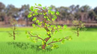 Growing Tree 2D animation