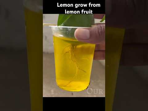 Grow lemon with lemon fruit👌🏻👌🏻👌🏻👌🏻 #fruitgarden #gardendesign #diy #fruit