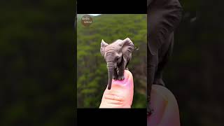 Cute Elephant #cute #elephant #tiny #kahaniya #nimbookidsindia #videoforkids