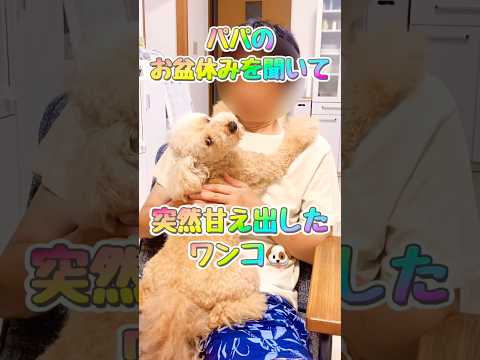 大好きなパパのお盆休みを聞いて突然甘え出したワンコ🐶#足長 #デカプー