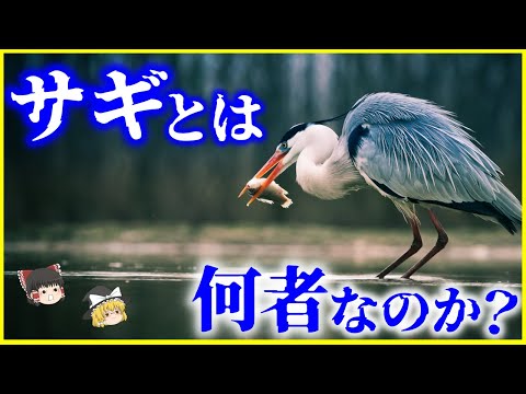 【ゆっくり解説】ミョウガの妖精⁉️「サギ」とは何者なのか？を解説/古代エジプトとの関係とは？