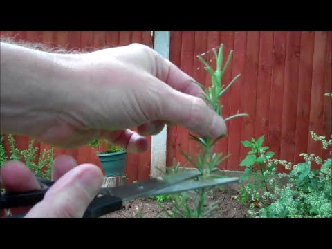 How to Take Cuttings from Plants