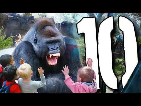 10 Jaw Dropping Accidents in the ZOO - [EXIT 10]