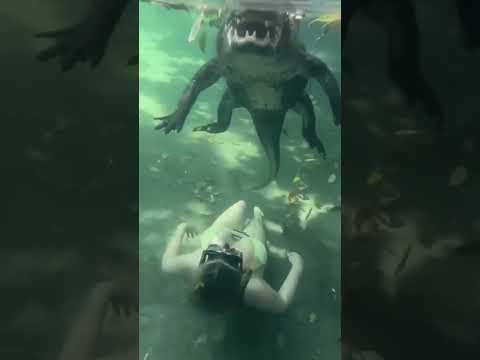 Swimming with crocodile 🐊 #wtf #crocodile #swimming