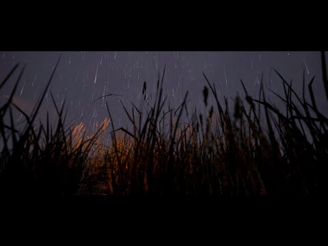 Serene Night Rain in the Forest | Ambient Rain Sounds for Relaxation | Rain Sounds For Sleeping