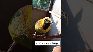 cucak ranting di aviary mini oemah manoek #aviaryminioemahmanoek #cucakranting #shorts