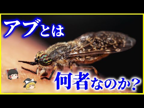 【ゆっくり解説】ハチの仲間？いいえ、ハエの仲間です…「アブ」とは何者なのか？を解説/吸血昆虫アブの不思議