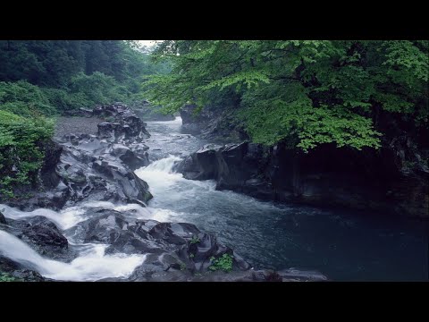 細胞恢復正常並提高免疫力。